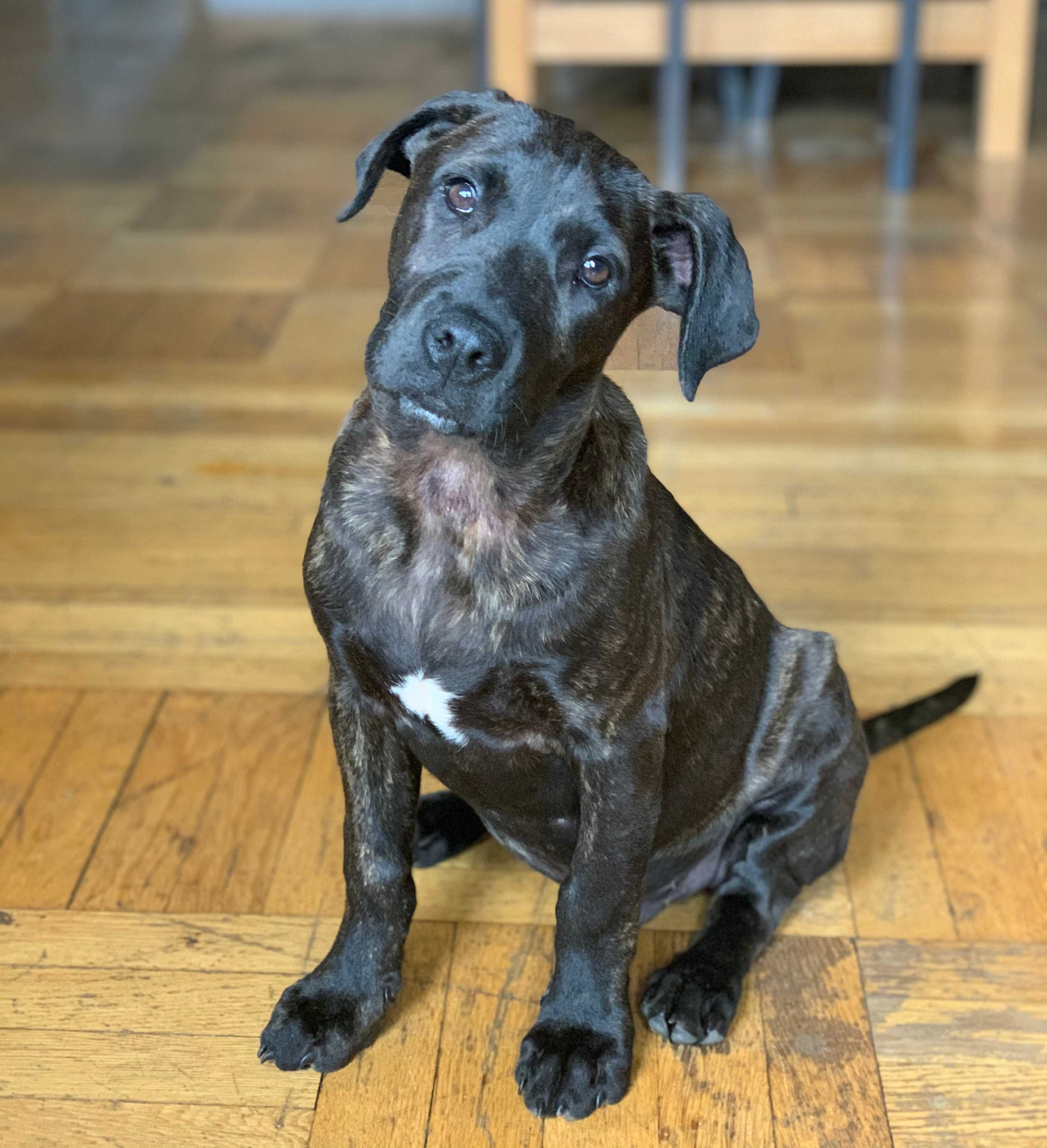 Clifford, a reddish-brown pitbull, posing on a couch and looking stoically at the camera